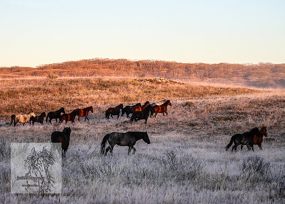 BrumbiesEasterSun2022_0103