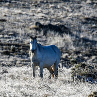 BrumbiesEasterThurs2022_0056
