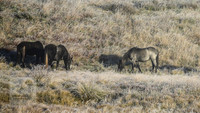BrumbiesEasterThurs2022_0011