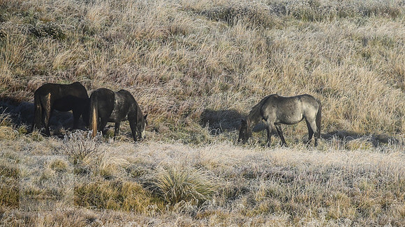 BrumbiesEasterThurs2022_0011