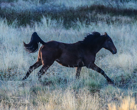 BrumbiesEasterSat2022_0259