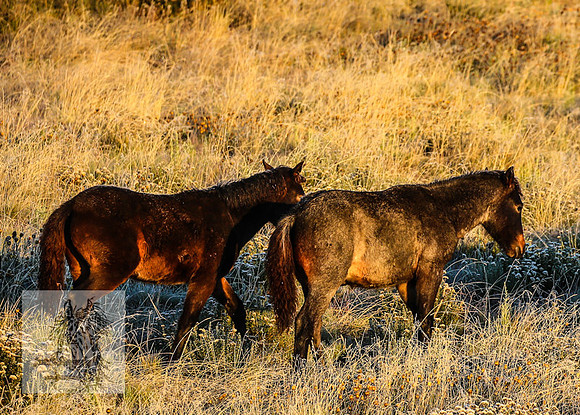 BrumbiesEasterSun2022_0189