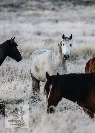 BrumbiesEasterSun2022_0043