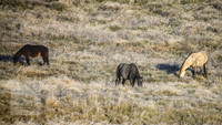 BrumbiesEasterThurs2022_0007