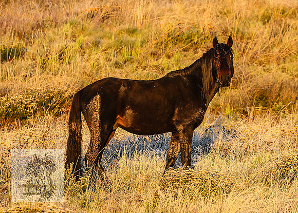 BrumbiesEasterSun2022_0178