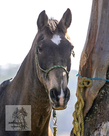 BrumbiesEasterSun2022_0263