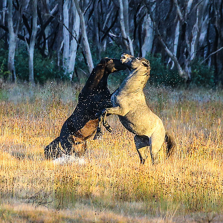 BrumbiesEasterFri2022_0028