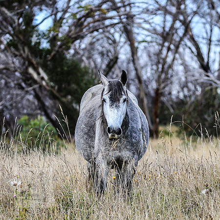 BrumbiesEasterFri2022_0296