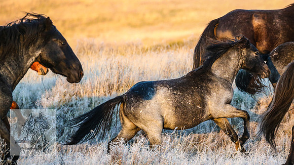BrumbiesEasterSun2022_0126