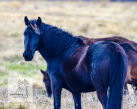 Brumbies17Oct22_1966