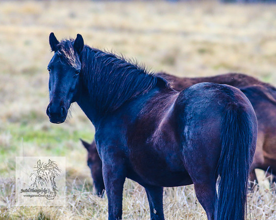 Brumbies17Oct22_1966