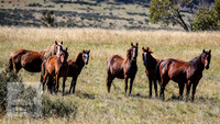 BrumbiesApr2022_0054