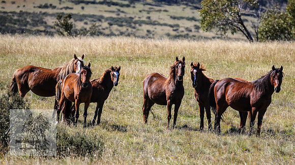 BrumbiesApr2022_0054