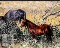 BrumbiesApr2022_0090