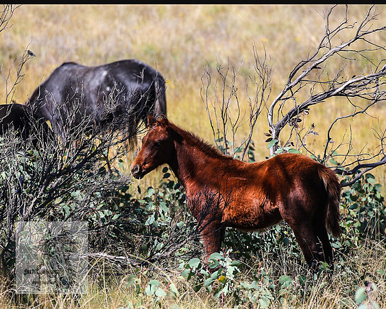 BrumbiesApr2022_0090
