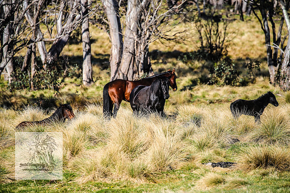 Brumbies19Oct22_0778