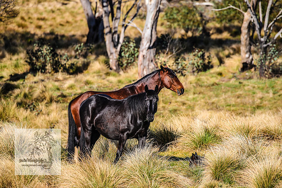 Brumbies19Oct22_0632