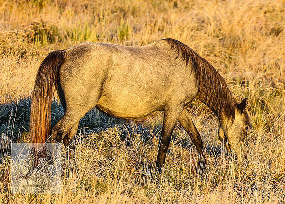 BrumbiesEasterSun2022_0168