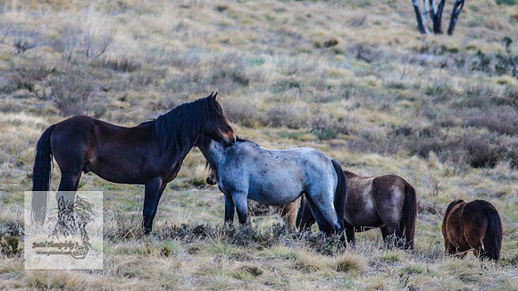 BrumbiesOct2022_0677