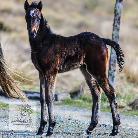 BrumbiesOct2022_0528