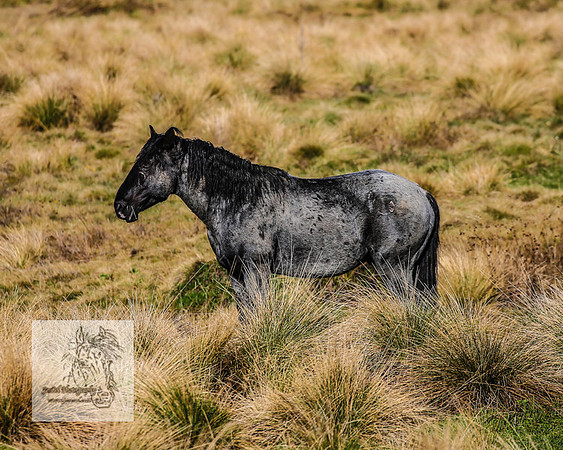 Brumbies19Oct22_0686