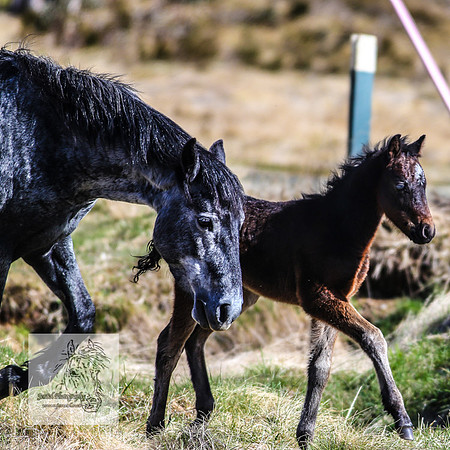 BrumbiesOct2022_0575