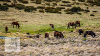 Brumbies18Oct22_0721