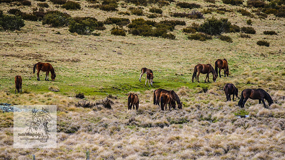Brumbies18Oct22_0721