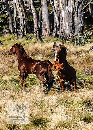 Brumbies19Oct22_0738