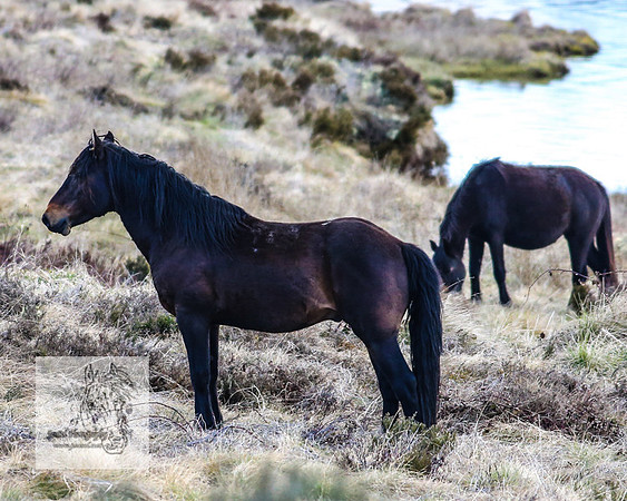 BrumbiesOct2022_0636