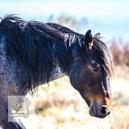 BrumbiesOct2022_0582