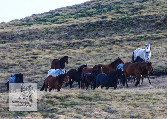 Brumbies17Oct22_2096