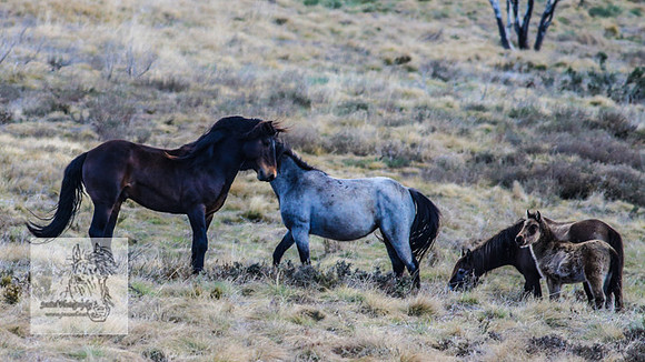 BrumbiesOct2022_0665
