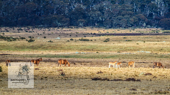 BrumbiesOct2022_0945