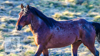 Brumbies17Oct22_2156