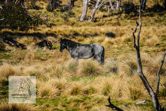 Brumbies19Oct22_0618