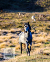 Brumbies17Oct22_2158