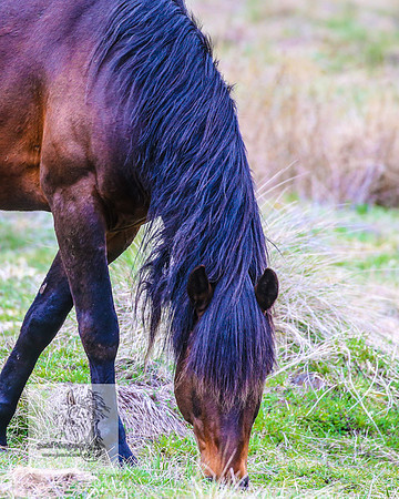 Brumbies18Oct22_0798
