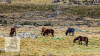 Brumbies18Oct22_0693