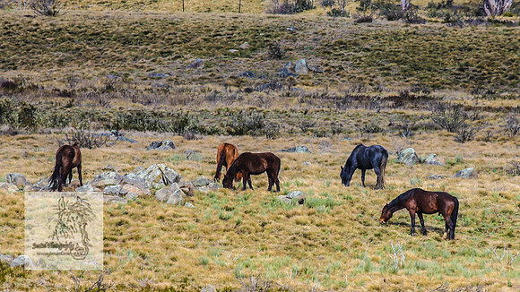 Brumbies18Oct22_0693