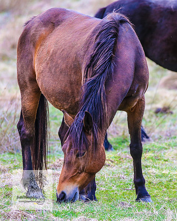 Brumbies18Oct22_0786