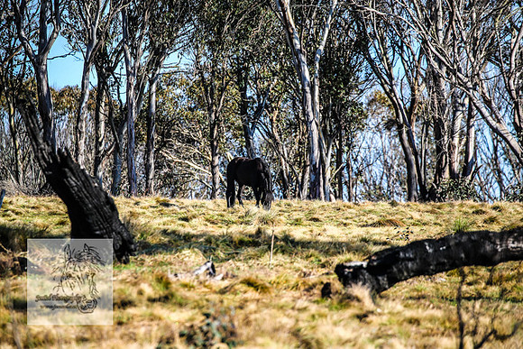 Brumbies19Oct22_0668