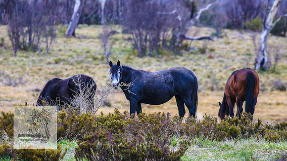 Brumbies18Oct22_0759