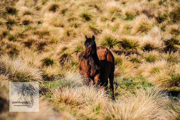 Brumbies19Oct22_0676