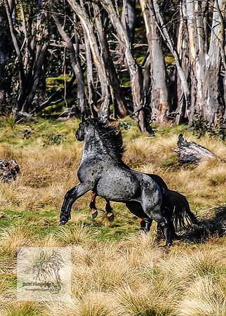 Brumbies19Oct22_0749