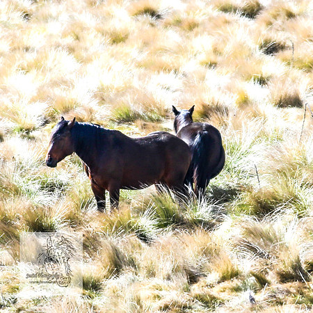 BrumbiesOct2022_0958