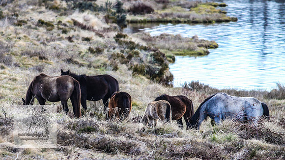 BrumbiesOct2022_0659