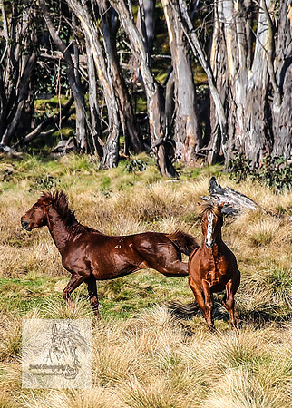 Brumbies19Oct22_0720