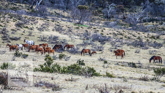 BrumbiesOct2022_0453