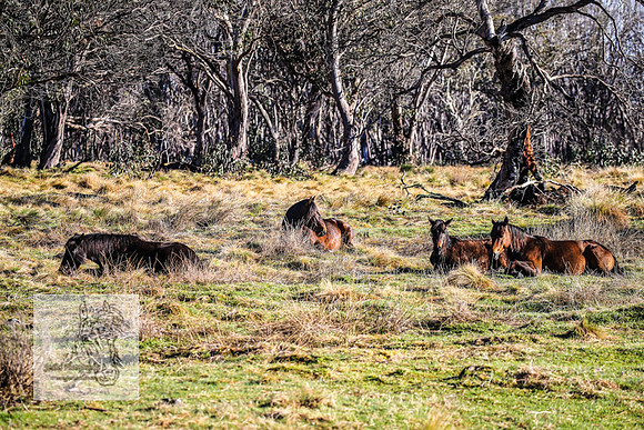 Brumbies19Oct22_0615